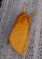 Euproctis crocea