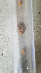 Lasius claviger