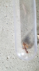Lasius claviger