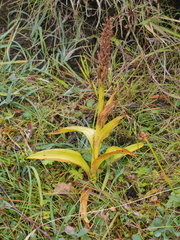 Platanthera hyperborea