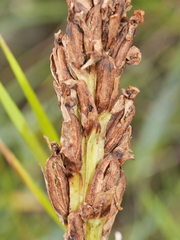 Platanthera hyperborea