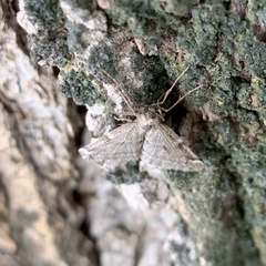 Geometridae
