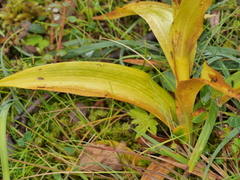 Platanthera hyperborea