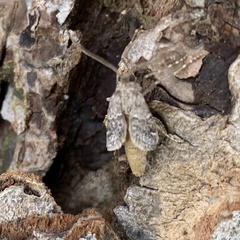 Geometridae