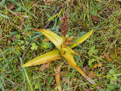 Platanthera hyperborea