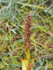 Platanthera hyperborea