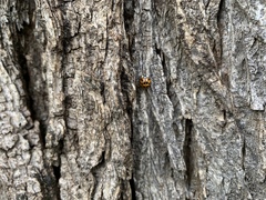 Harmonia axyridis