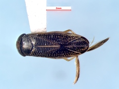 Sigara bicoloripennis