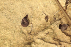 Oroperipatus eisenii