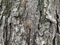 Harmonia axyridis