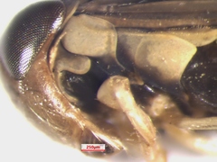 Sigara bicoloripennis