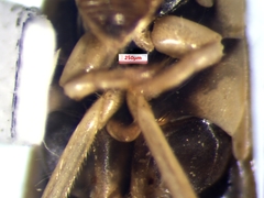 Sigara bicoloripennis