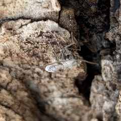 Lepidoptera