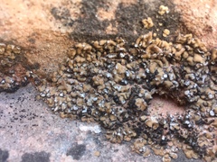 Psoraceae
