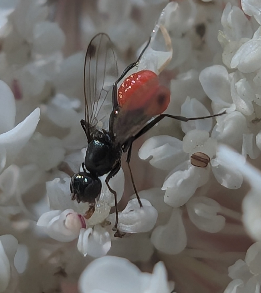 Trombidium breei