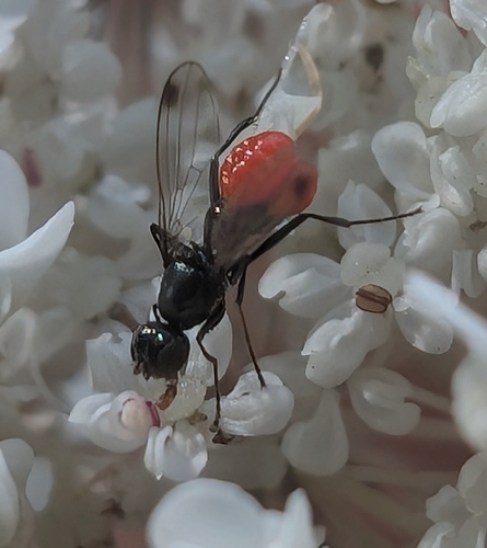 Trombidium breei