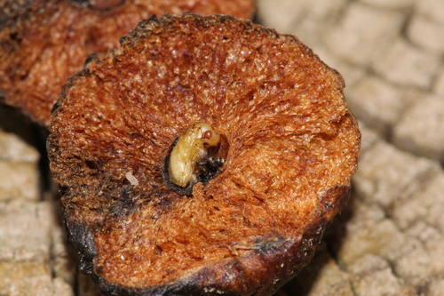 Obuoliškoji gumbavapsvė nuotrauka