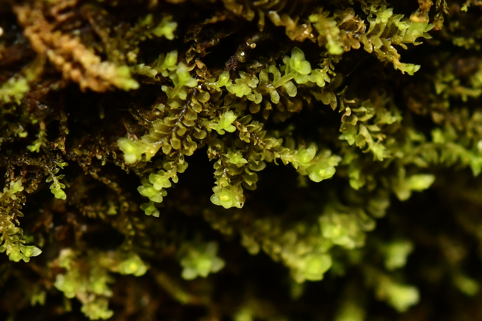 Scapania mucronata