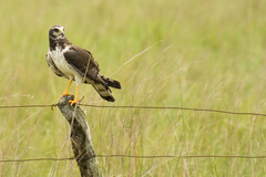 Long-Winged Harrier photo 5
