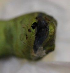 Naultinus punctatus