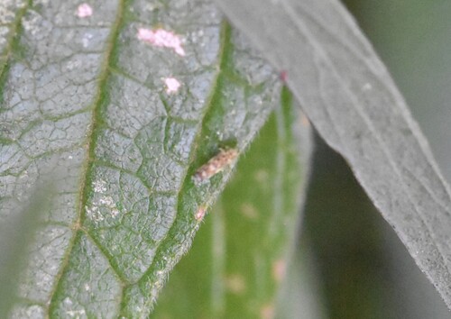 Ligurian Leafhopper, Groesbeek, Nederland, photo 4 of 10