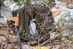Vipera aspis zinnikeri