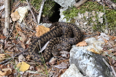 Vipera aspis zinnikeri
