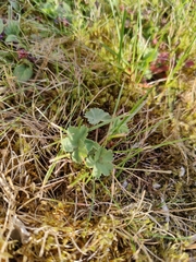 Alchemilla erythropoda