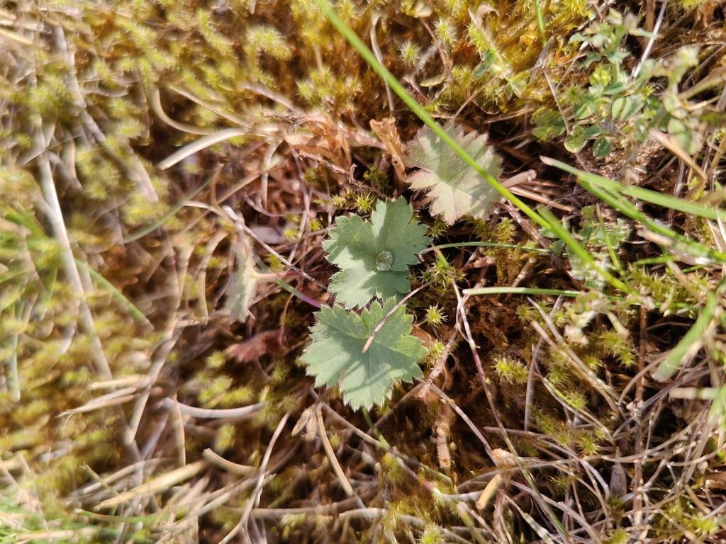 Alchemilla erythropoda; photograph (c) carnifex, some rights reserved (CC BY)