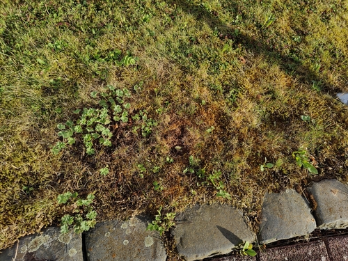 Alchemilla erythropoda, photograph 3