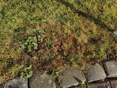 (c) carnifex, some rights reserved (CC BY) Alchemilla erythropoda, photograph (c) carnifex, some rights reserved (CC BY)