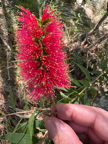 Callistemon hemistictus, 2025-07-21