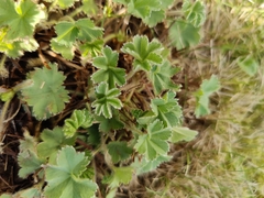 (c) carnifex, some rights reserved (CC BY) Alchemilla erythropoda, photograph (c) carnifex, some rights reserved (CC BY)