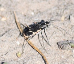 Cicindela schauppii