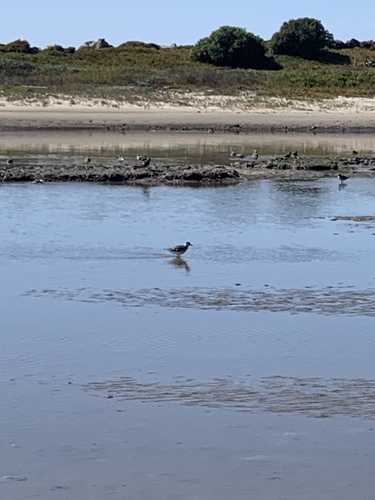 iNaturalist observation photo of Shorebirds and Allies