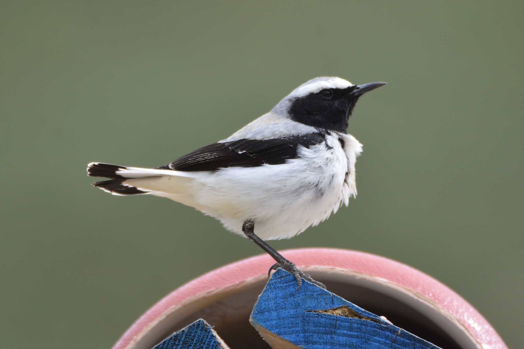 Atlas Wheatear (Oenanthe seebohmi)