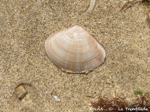 Mactra stultorum