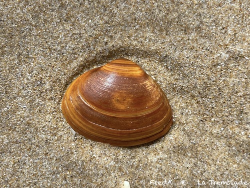Spisula solida