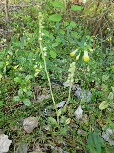 Goodyera repens observed 2025-07-22