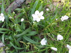 Claytonia virginica