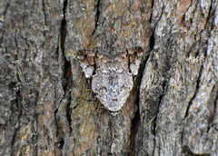 Tycracona obliqua