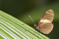 Heliconius sara