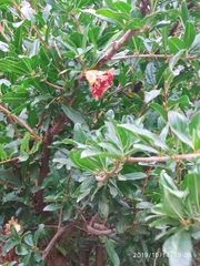 Punica granatum