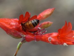 Apis mellifera