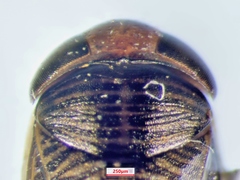 Sigara compressoidea