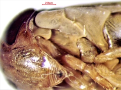 Sigara compressoidea