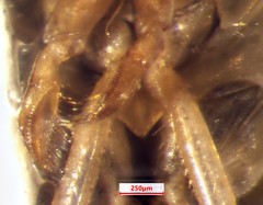 Sigara compressoidea