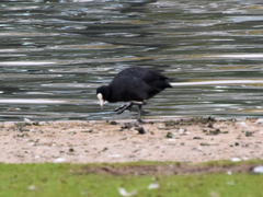Fulica atra