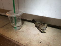 Zonotrichia albicollis