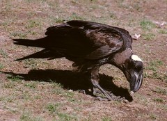 Corvus crassirostris